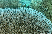 Acropora cytherea scle-Maldives Maamgili beyru-19m-20240426-da-DSC_7131_tn